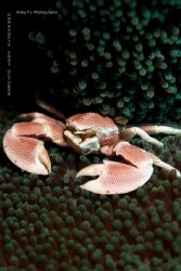 Dumaguete House Reef 2003 by Andy Wong 